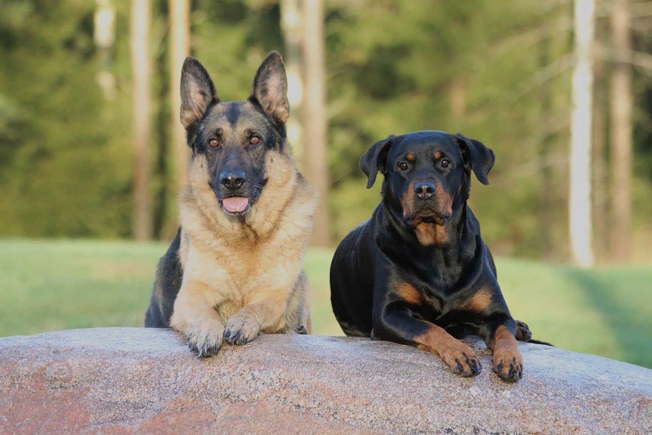 The Characteristics of the Rottweiler - A Comprehensive Guide